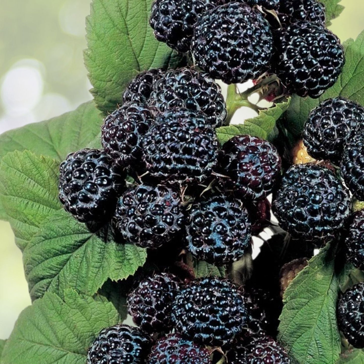 Jewel Black Raspberry Plant - Live Rooted Starter Plant - Midseason - Rubus idaeus - Zones 4-8