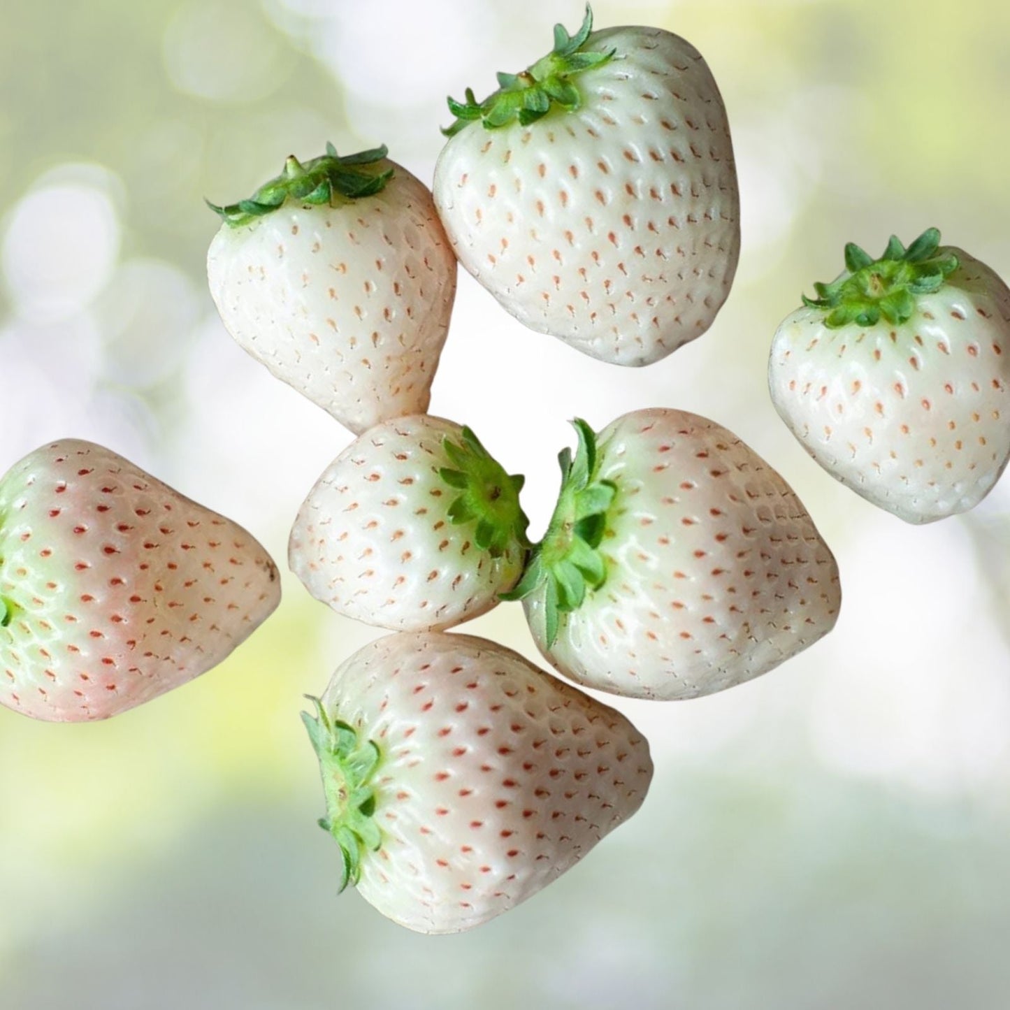White Strawberry Seeds - 500+ Seeds - White Pineberry - Fragaria x ananassa - Non-GMO, Made in USA