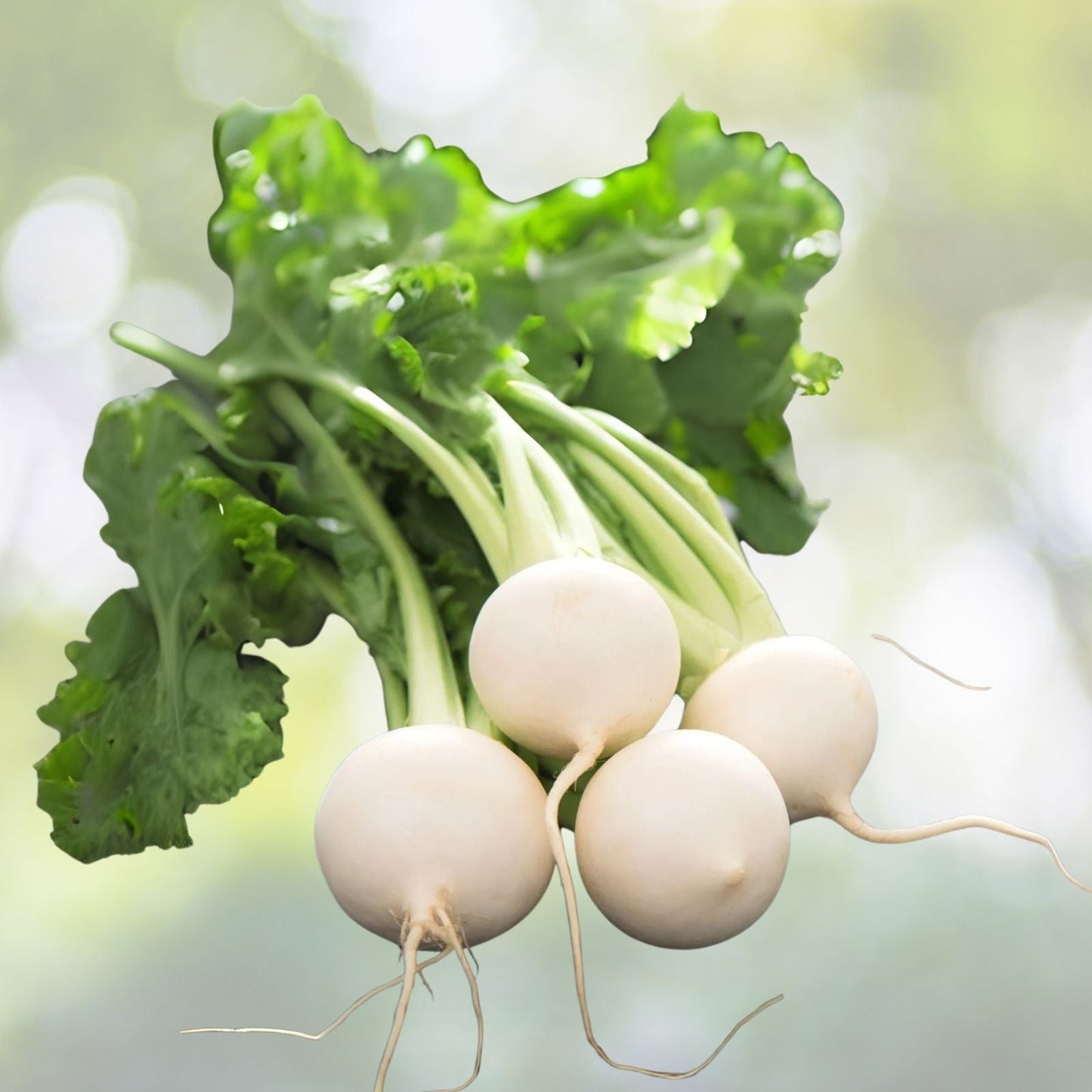 Pure White Turnip Seeds - 50 Seeds - Fuku Komachi Hybrid Turnip - Brassica rapa
