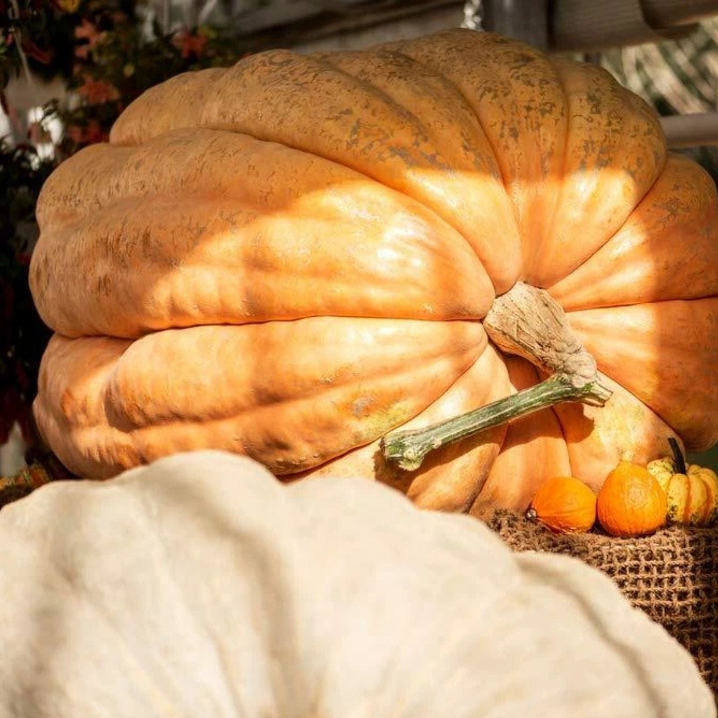 World Record Pumpkin Seeds | 10 Count | Atlantic Giant | Cucurbita maxima