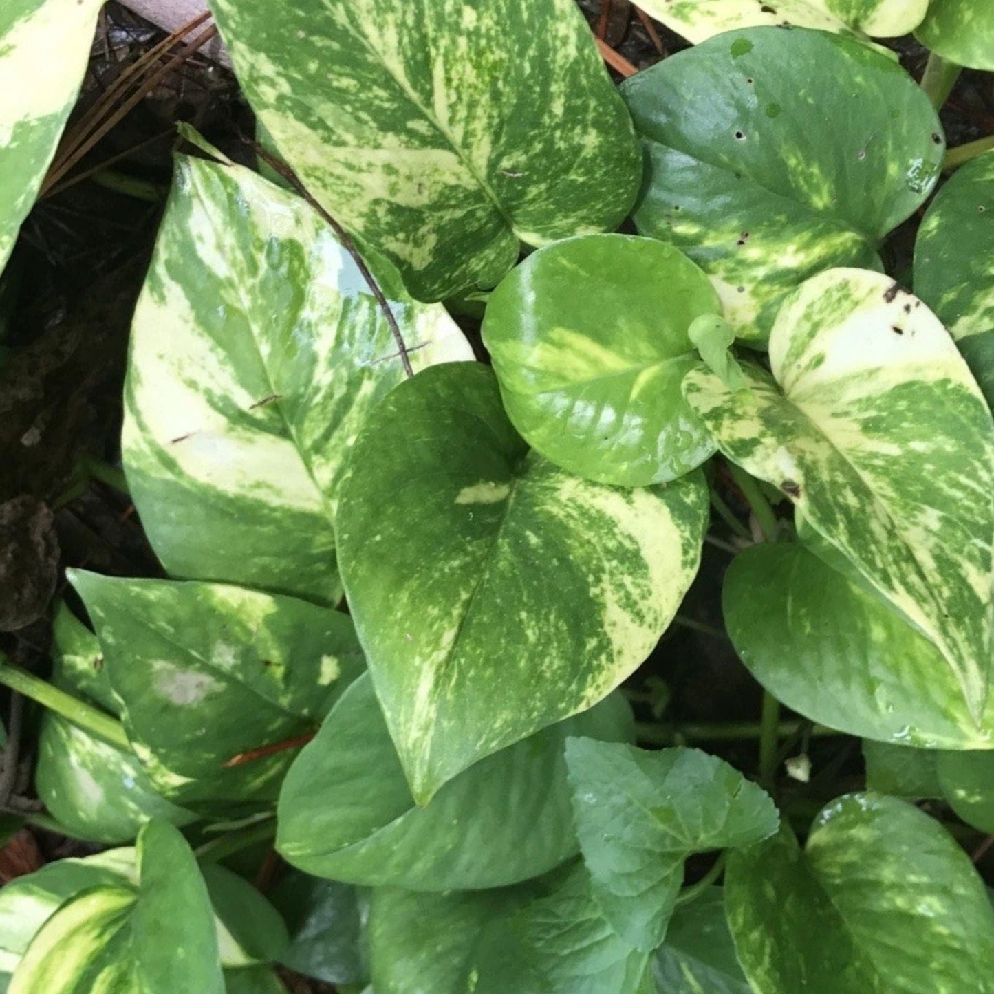 Golden Pothos Cuttings 10 Pcs Devil's Ivy Epipremnum Easy Grow House Plant 10”