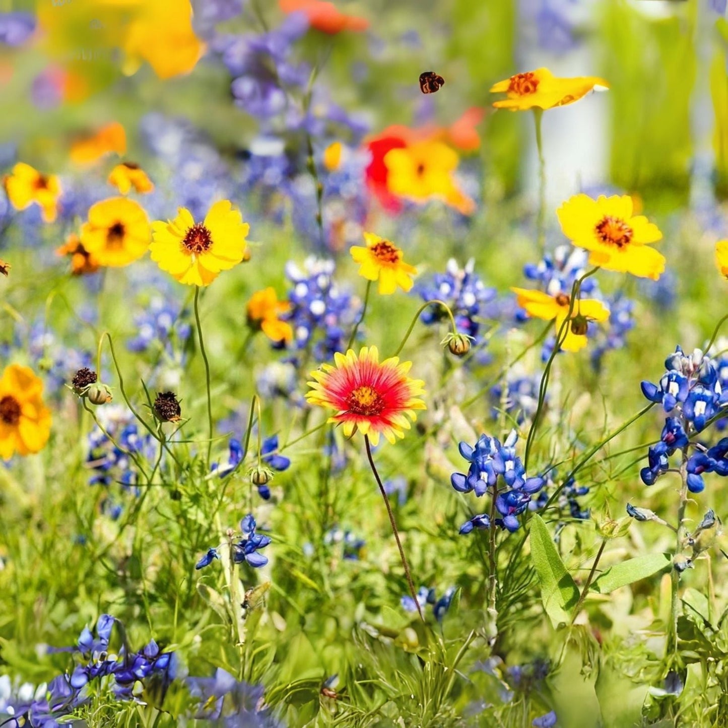 Wild Flower Seeds Packet Kit | Open-Pollinated Flower Seed Mix | Covers 10 Square Feet | Bulk Planting