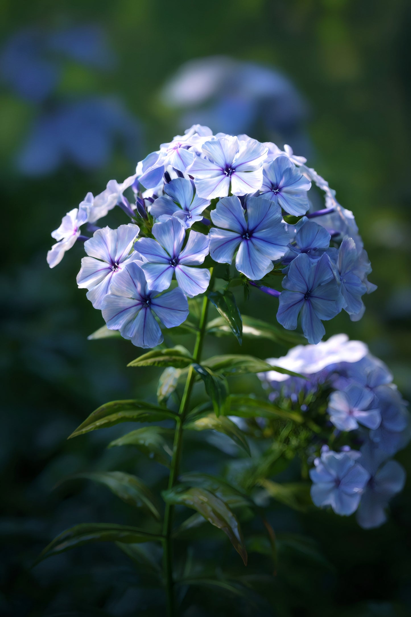 250 Dwarf BEAUTY BLUE PHLOX Drummondii Nana Compacta Fragrant Violet Blue Flower Seeds
