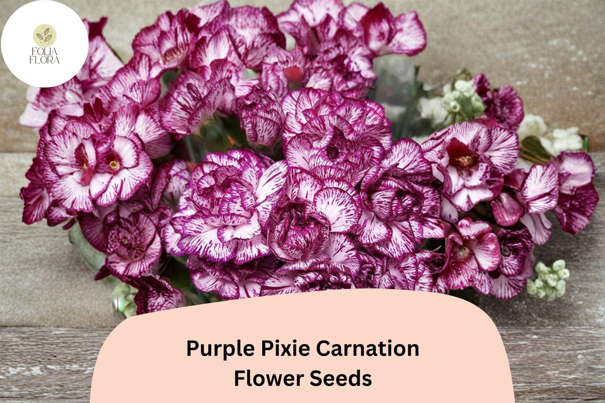 200+ Purple Pixie Carnation Seeds | Dianthus caryophyllus | Purple Blooms for Gardens & Arrangements