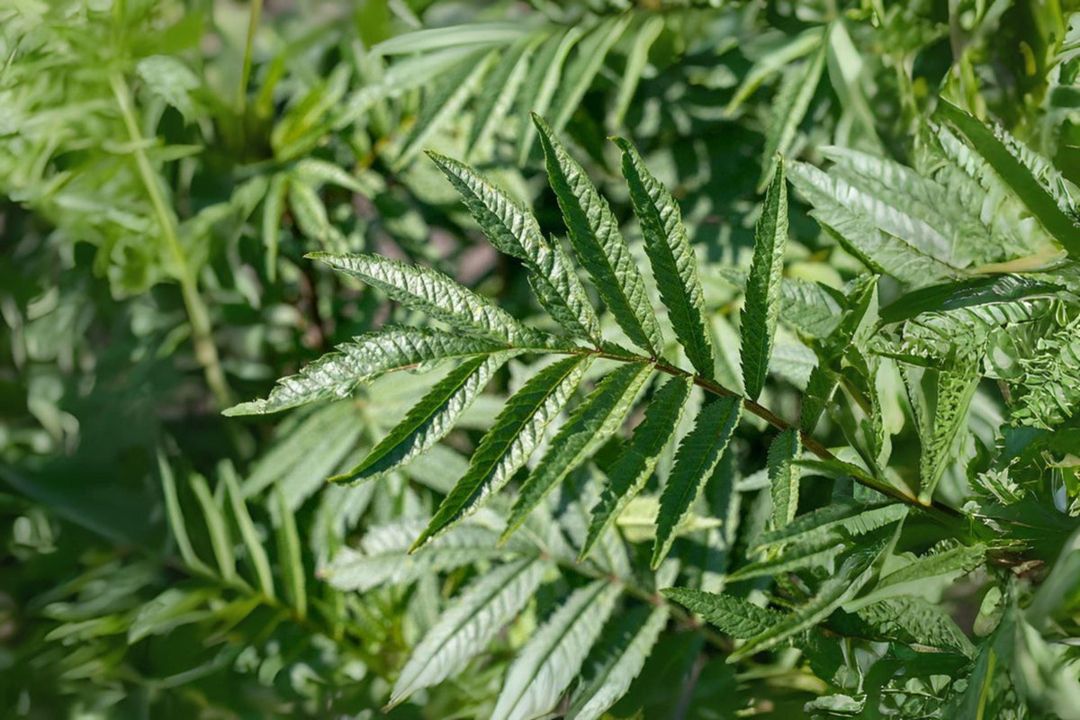Black Mint Seeds, Huacatay (Tagetes minuta) - Peruvian Culinary Herb for Cooking, Seasoning & Tea, 100 Seeds