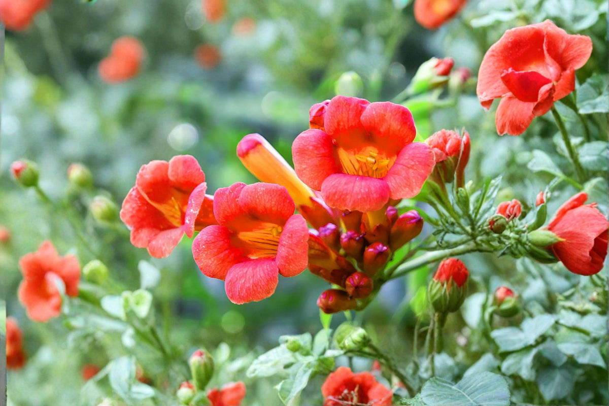 Trumpet Creeper Vine Seeds, Campsis radicans, Climbing Flower, Hummingbird Attractant, Summer Bloom, Wildlife Garden Seeds