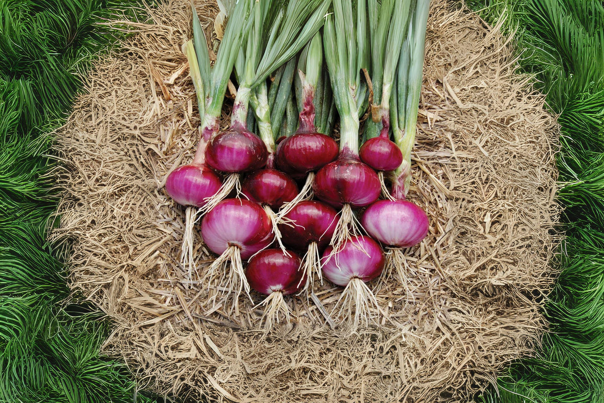 Red Burgundy Onion Seeds – Short-Day Allium cepa for Home Garden, Mild Sweet Red Bulbs, 70 Premium Seeds