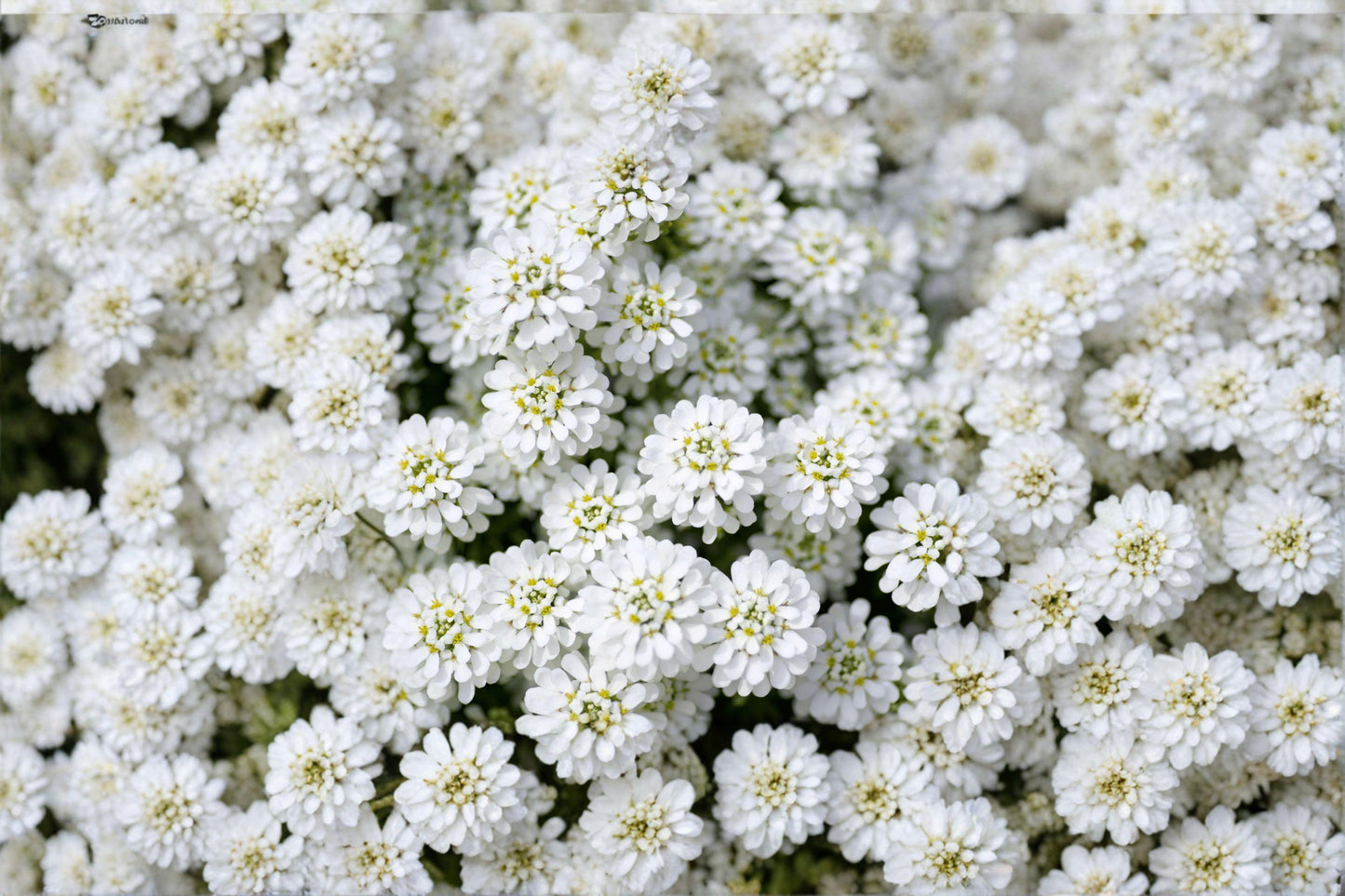 Empress Rocket Candytuft Seeds, White Annual Flower, Iberis amara, Cottage Garden, Pollinator-Friendly, 100 Seeds