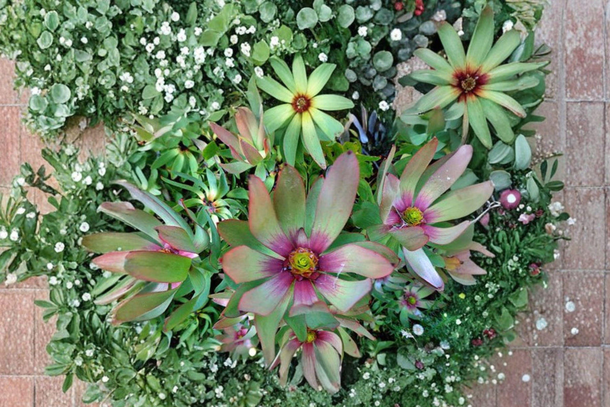 Leucadendron tinctum Seeds – Rare South African Evergreen Shrub for Exotic Garden, Collector Plant, Ornamental Flowering Plant