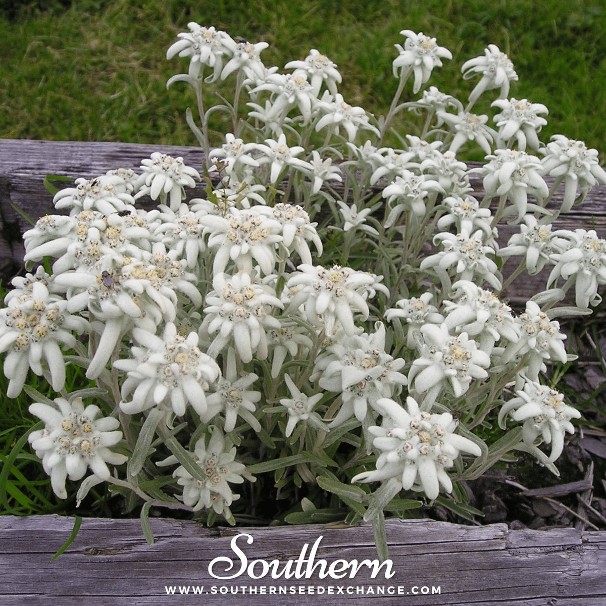 Edelweiss Seeds – 100 Heirloom Non-GMO Perennial for Rock Gardens & Alpine Troughs – Leontopodium alpinum