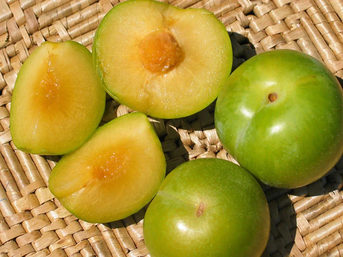 5 Emerald Pluot Scions – Unrooted 3–6" Grafting Cuttings Plum x Apricot Hybrid Rare Fruit Tree Variety