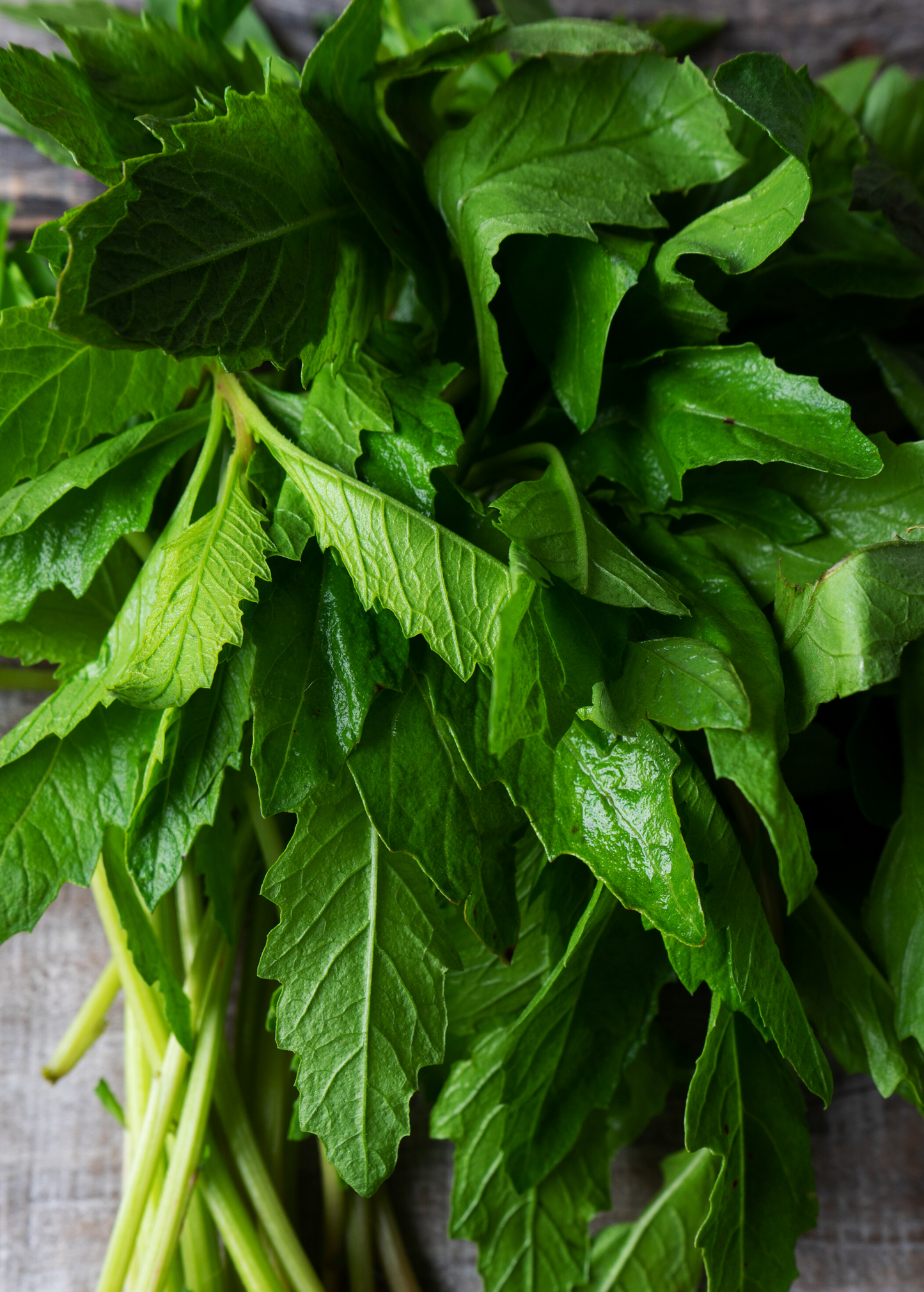 Epazote Herb Plant, Fresh Leaves, Mexican Culinary & Medicinal Use, Dysphania ambrosioides