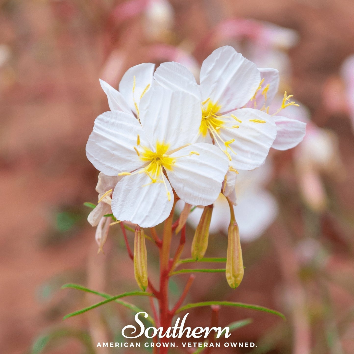 Pale Evening Primrose Seeds – Heirloom Non-GMO Perennial for Night Blooming, Drought Tolerant, Native American Plant, 100 Seeds