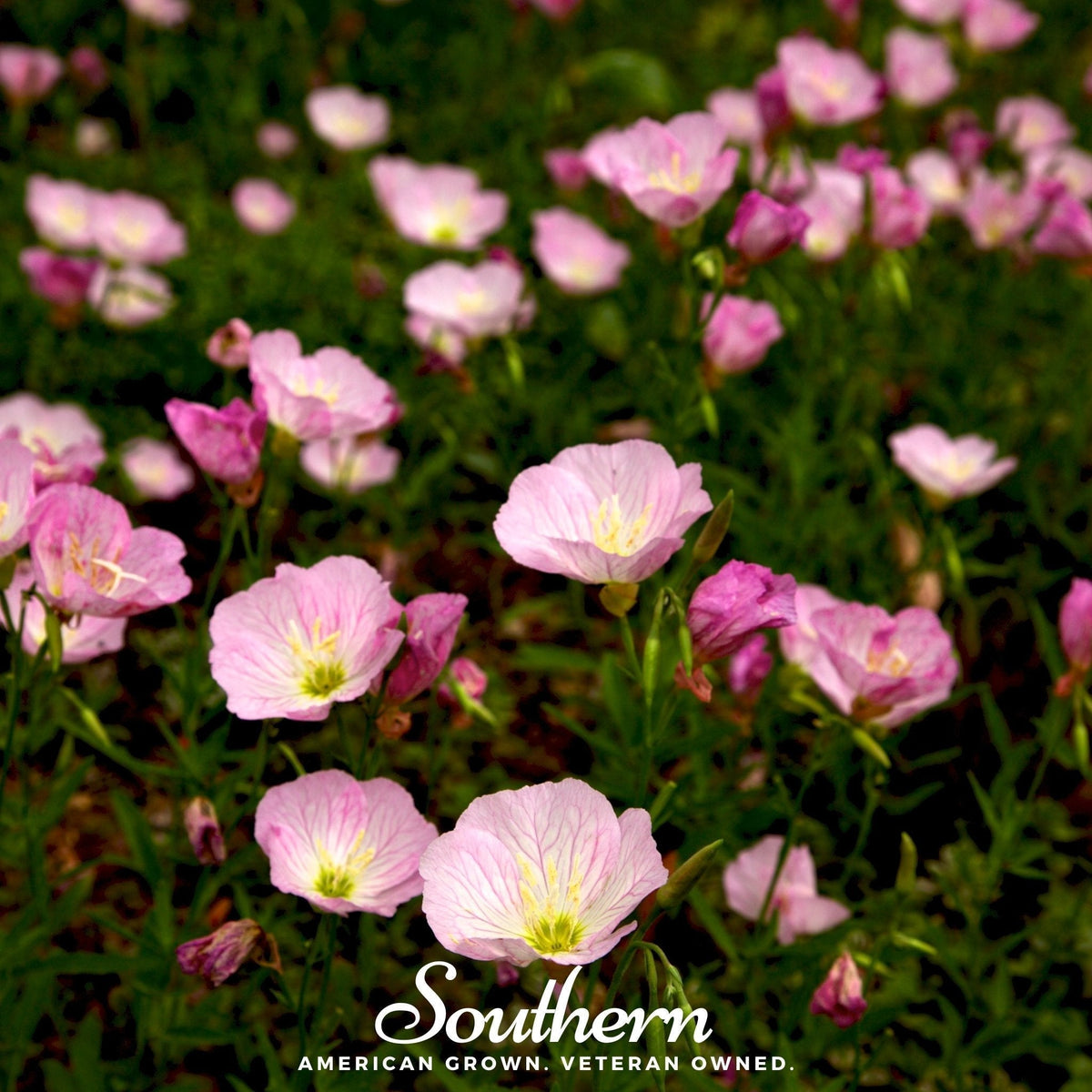Showy Evening Primrose Seeds – Pink Ladies, Perennial, Fragrant, Native North American, Drought Tolerant, Groundcover, Oenothera speciosa