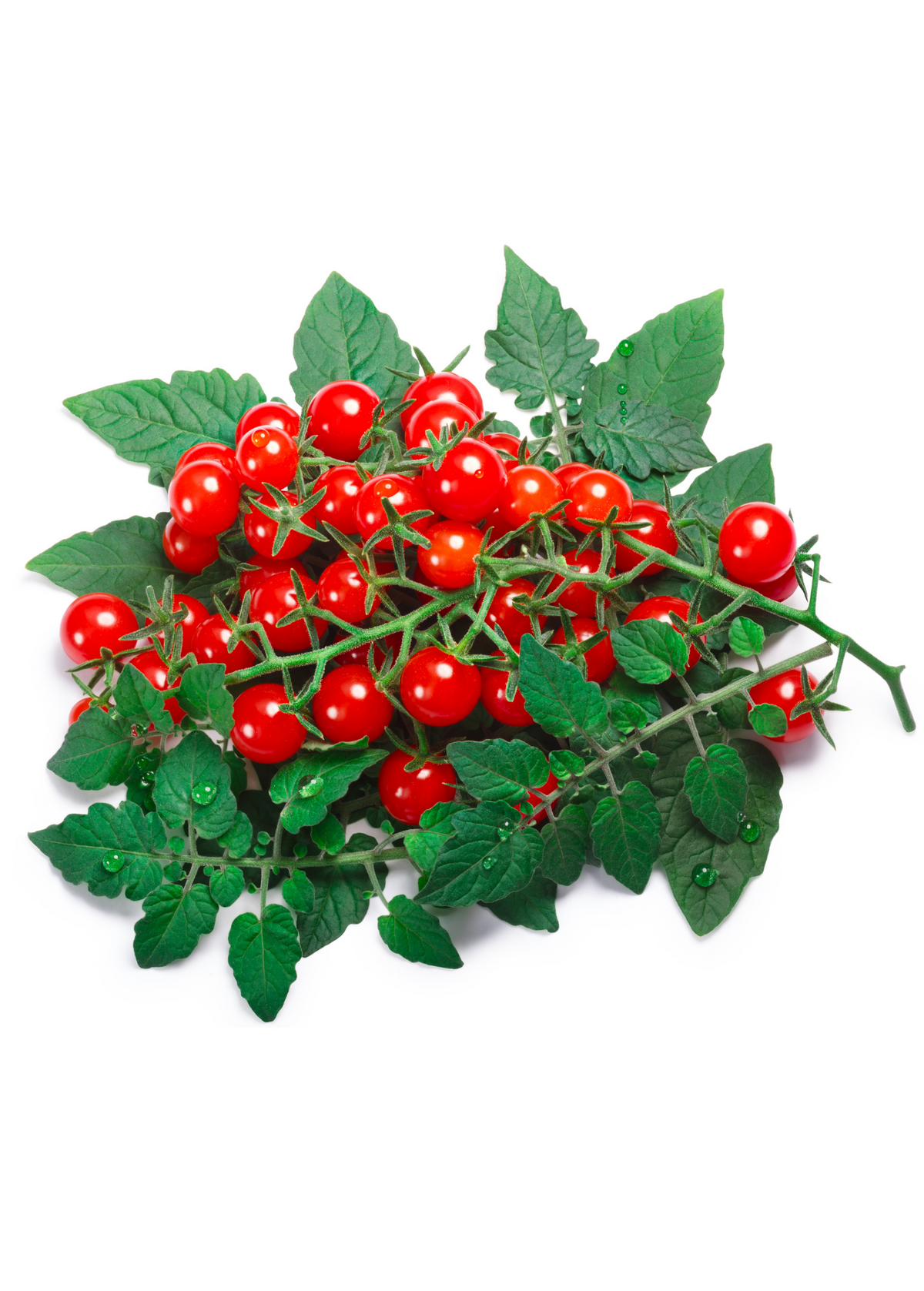 Everglades Tomato Plant - Perennial Heirloom Fruiting Shrub - Solanum pimpinellifolium