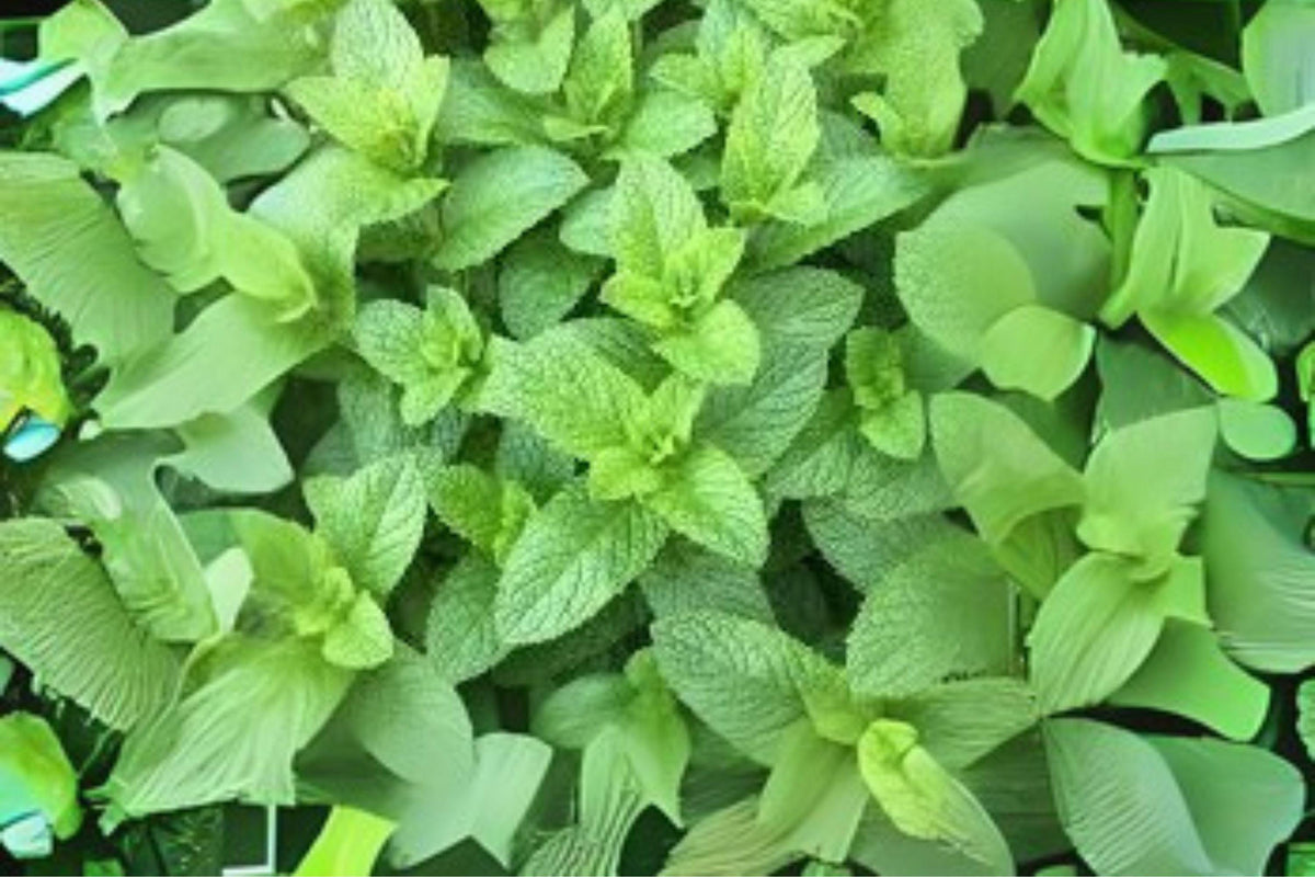 30 mg Spearmint Herb Seeds | Non-GMO Heirloom Mentha spicata for Tea, Cooking & Herb Gardens