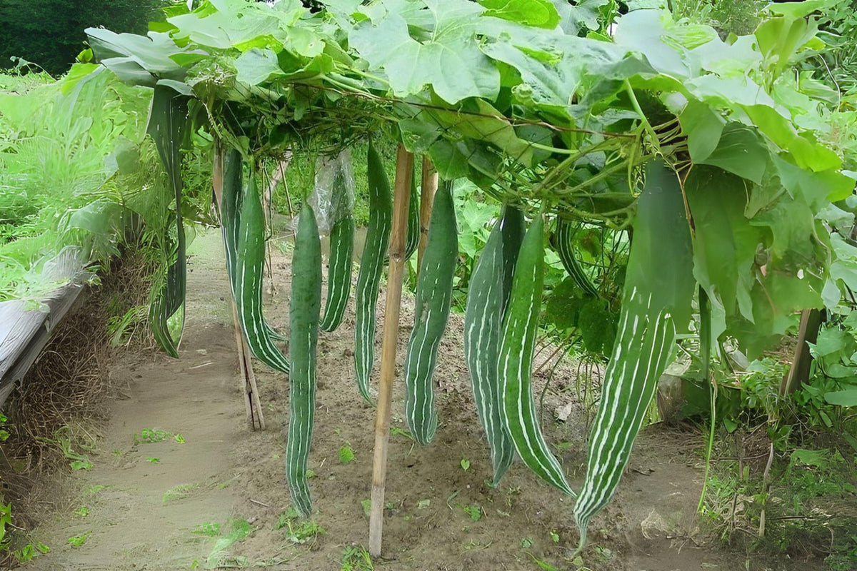 Snake Gourd Seeds – Heirloom Lagenaria Siceraria, Asian Cuisine Vine, Edible Green Gourds, Climbing Annual Plant