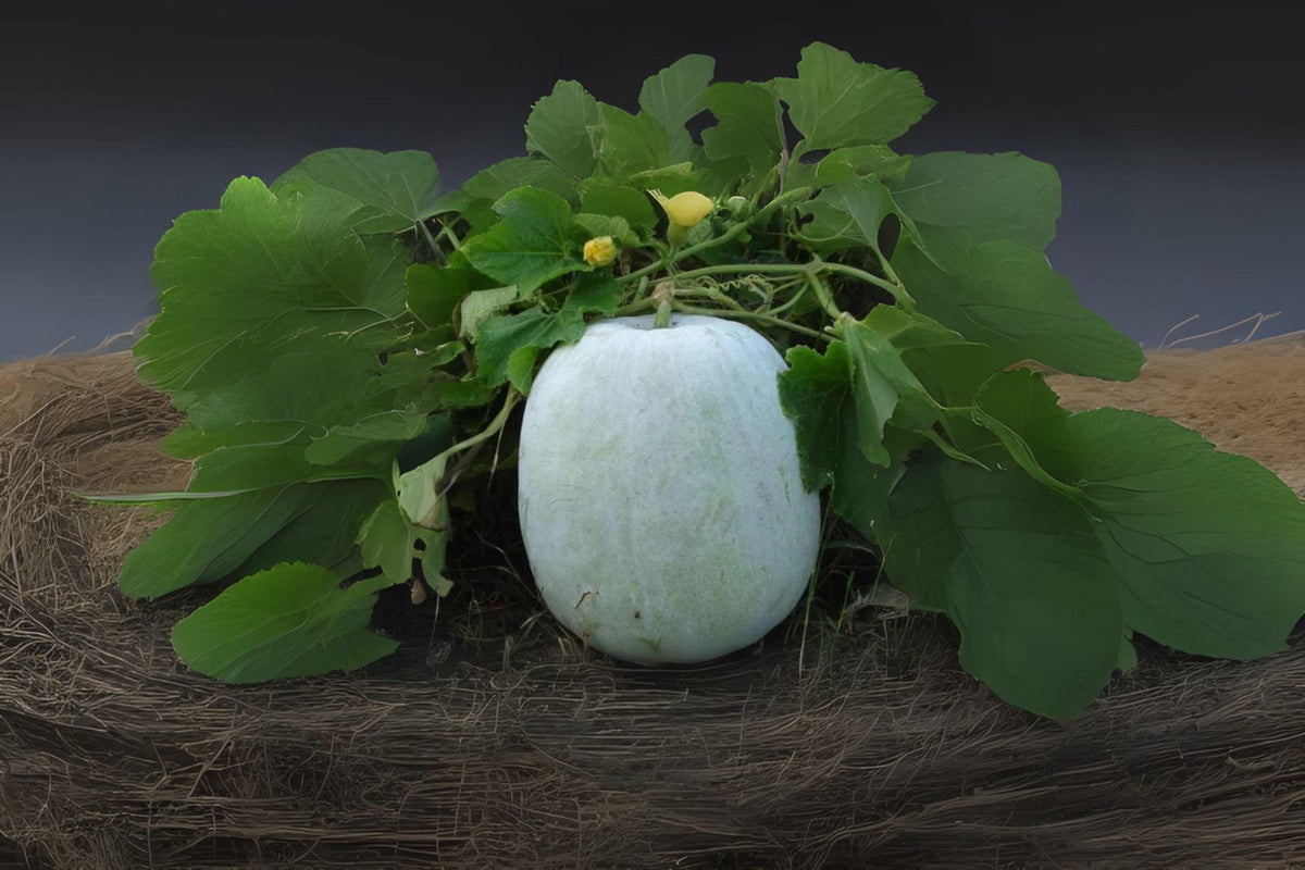 Wax Gourd Seeds, Heirloom Asian Vegetable for Soups & Stews, Benincasa hispida, Green with White Waxy Skin