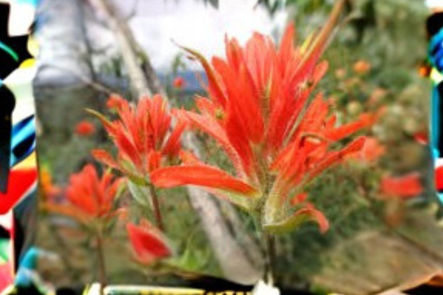 Giant Red Indian Paintbrush Seeds, Castilleja miniata, Native Wildflower, Perennial, Bright Red-Orange Blooms, Pollinator Attractant