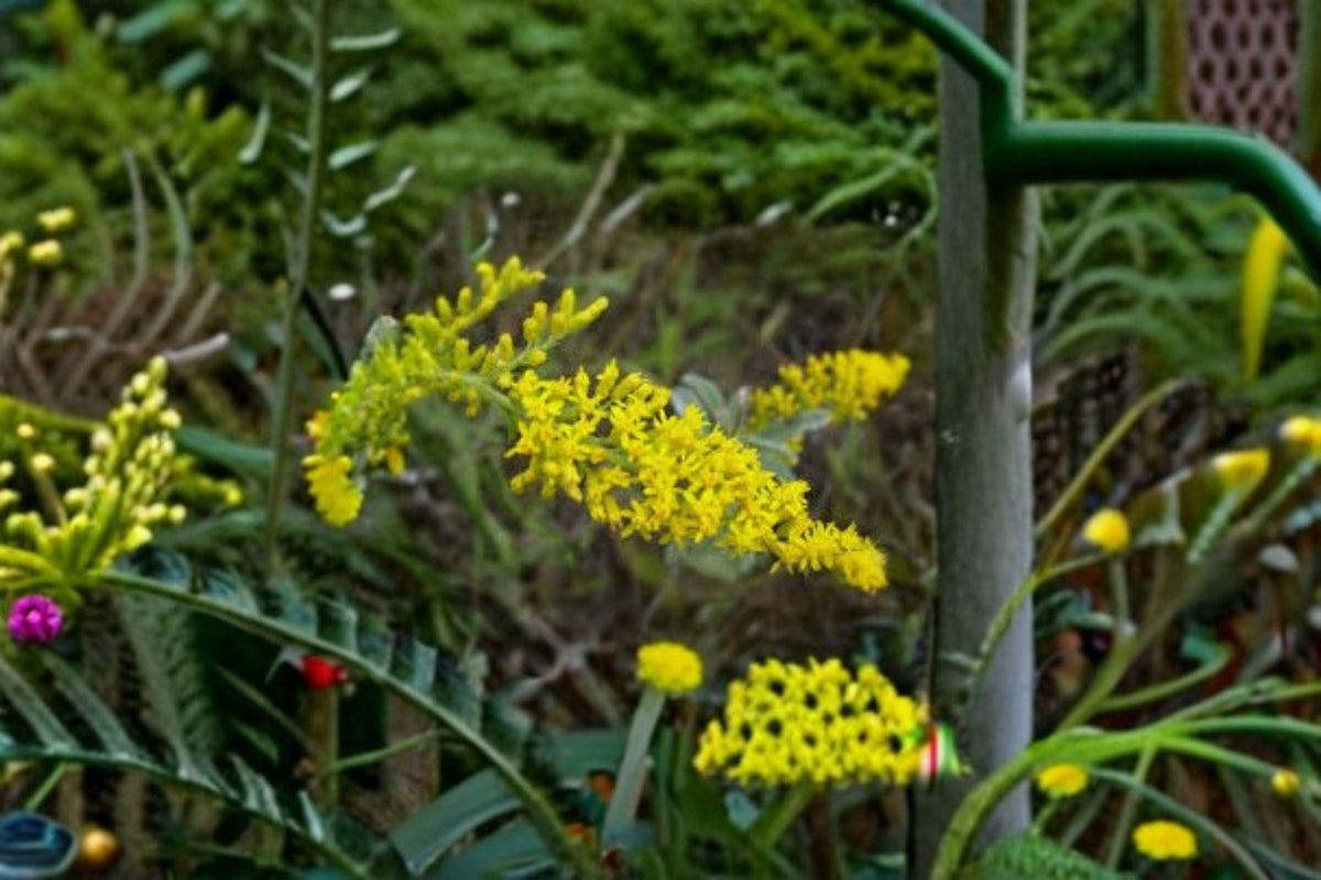 Solidago nemoralis Seeds – Old Field Goldenrod Wildflower, Native Perennial, Pollinator Plant, Bright Yellow Flowers, Drought-Tolerant