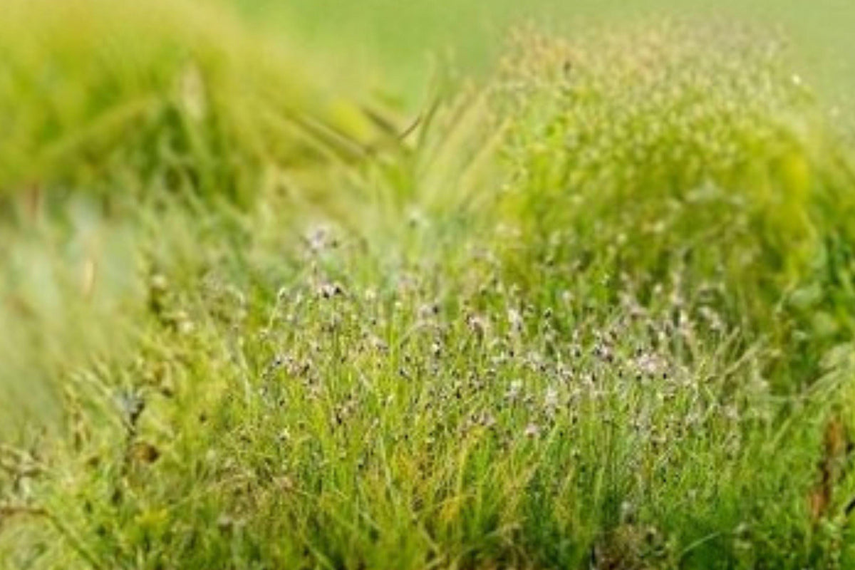 100 Spike Rush Seeds - Eleocharis acicularis - Aquatic Plant for Aquarium, Pond & Wetlands, Dense Green Carpet, Perennial