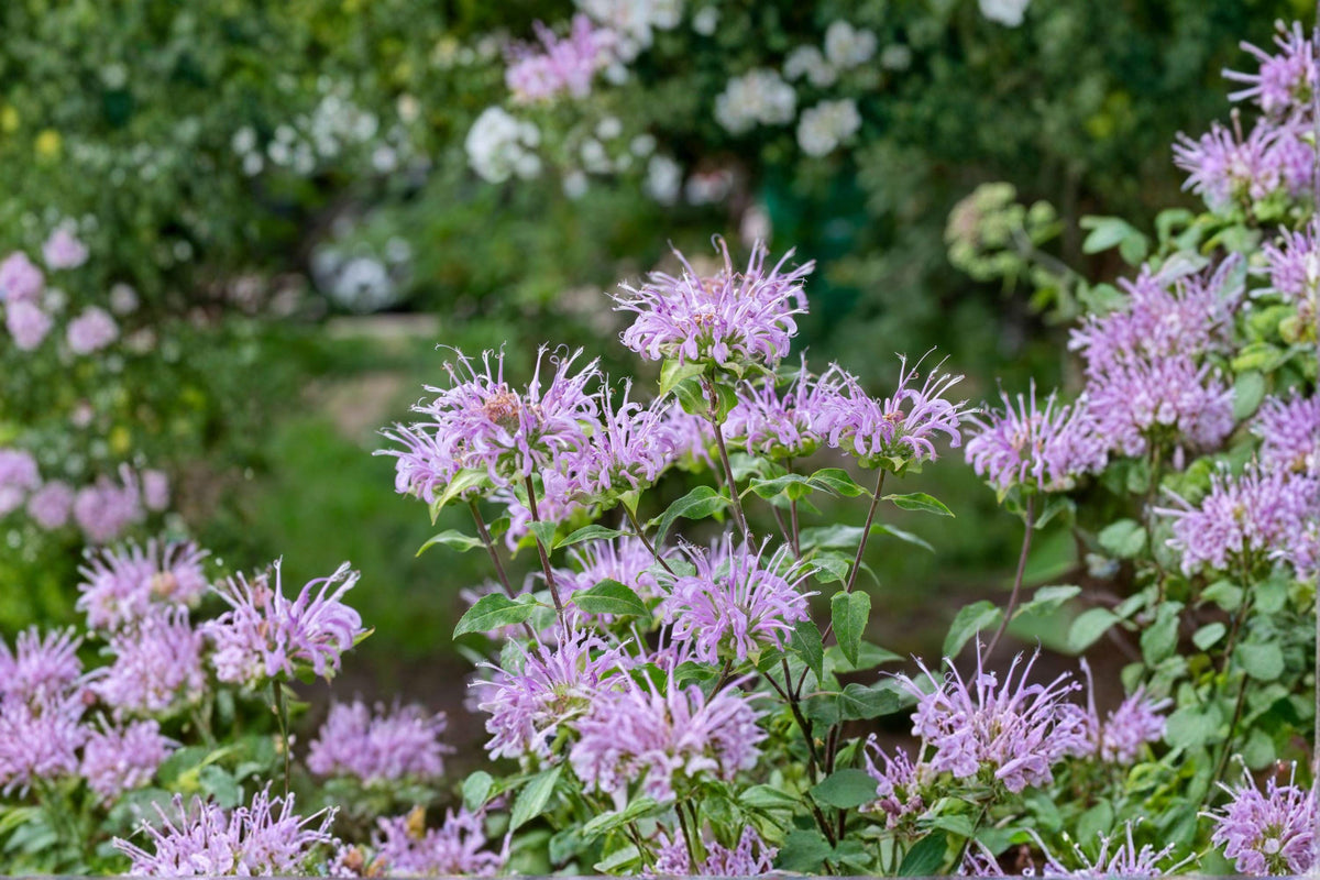 100 Wild Bergamot Seeds – Monarda fistulosa Native Bee Balm Pollinator Perennial Herb for Gardens
