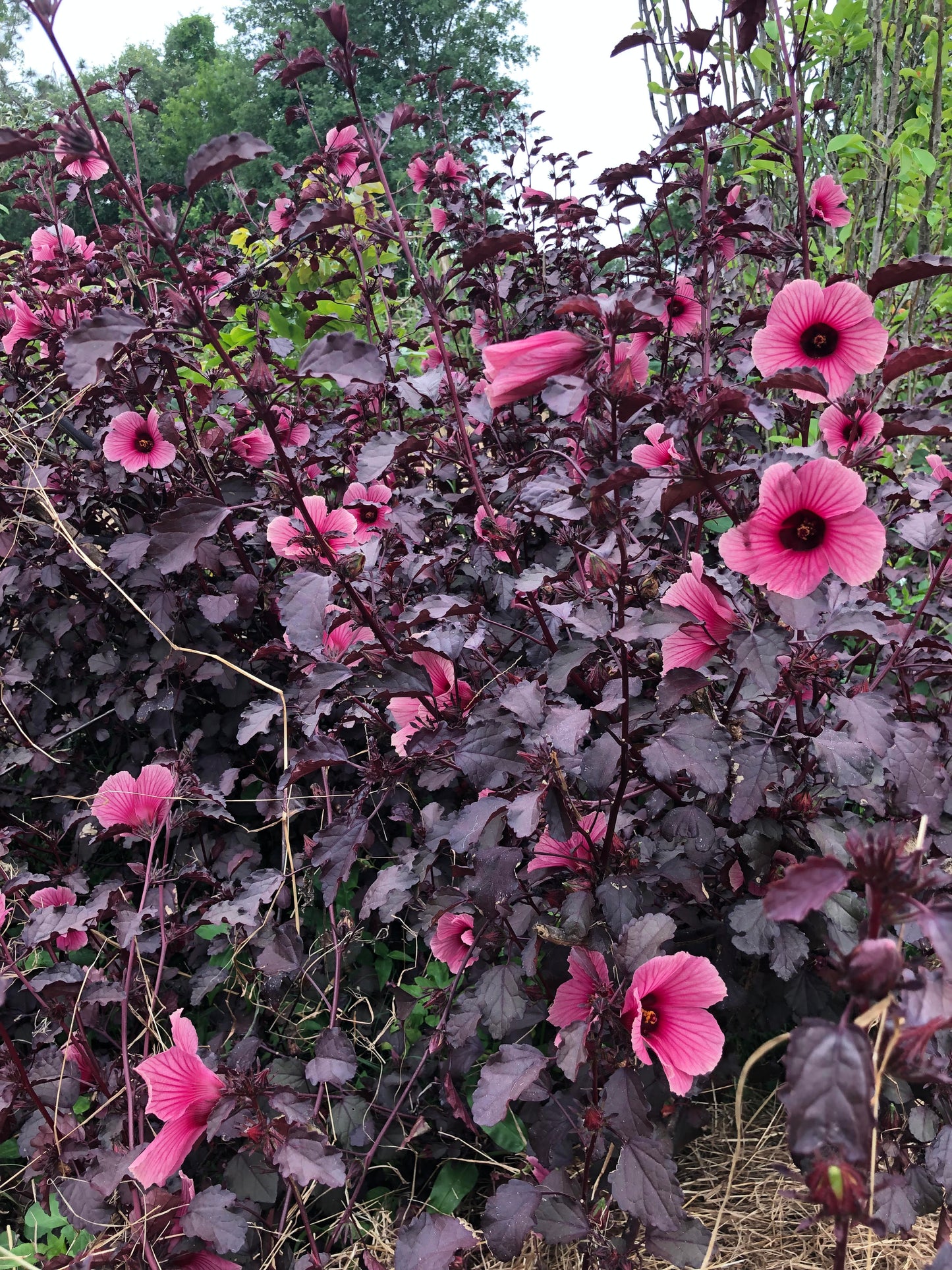 Red Leaf Cranberry Hibiscus Plant | Edible Ornamental Herb | Hibiscus acetosella