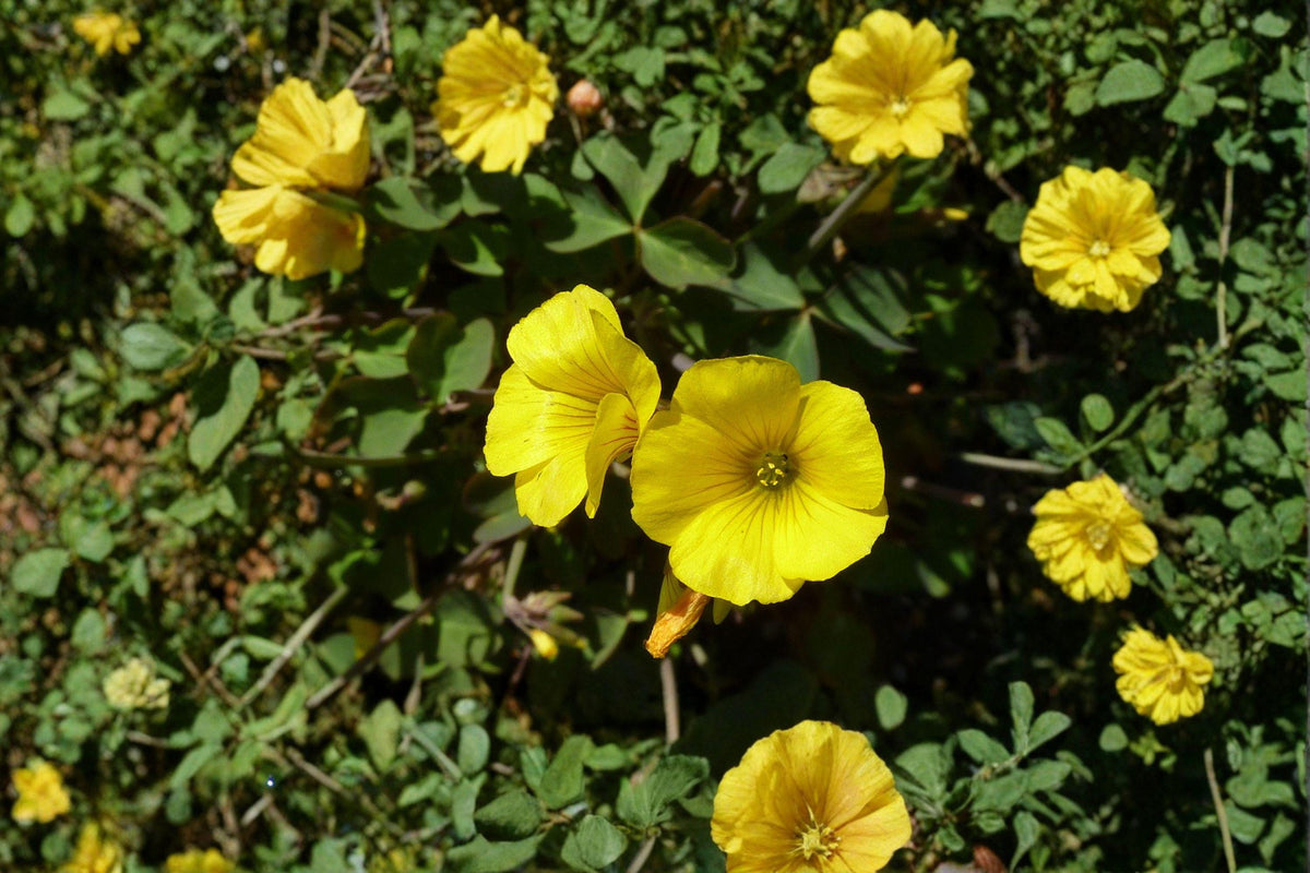 Chilean Yellow Clover Seeds, Oxalis valdiviensis, Groundcover, Yellow Flowers, Perennial Herb, Pollinator-Friendly