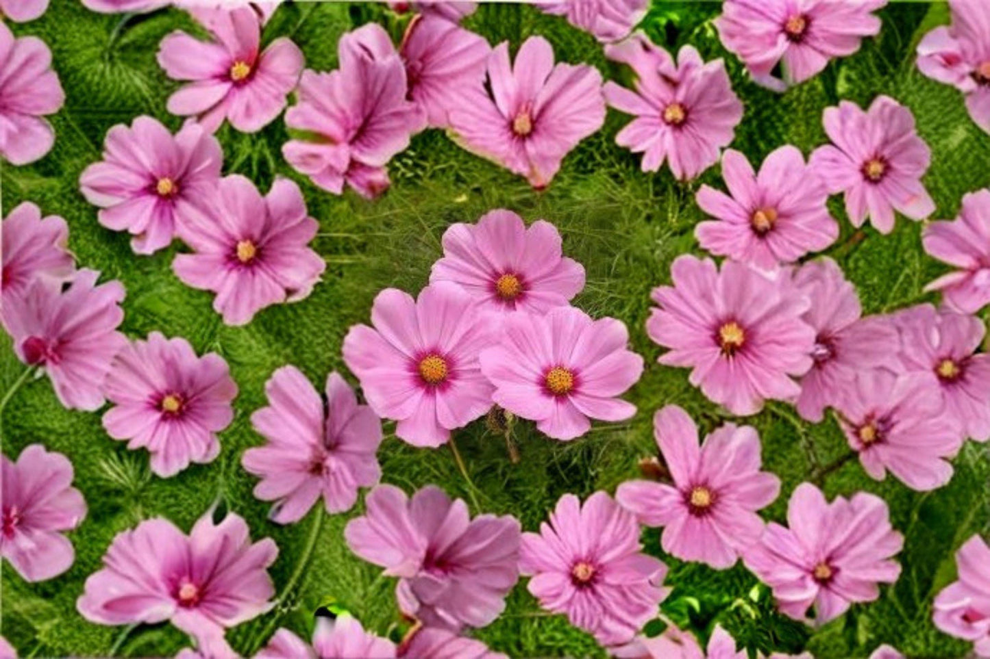 Cosmos Gloria Seeds - Vibrant Pink Annual Flower for Borders, Wildflower Gardens, and Cut Flowers - Cosmos bipinnatus