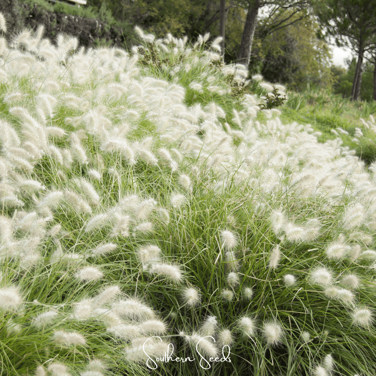 Feathertop Ornamental Grass Seeds – Pennisetum villosum, Silvery White Plumes, Annual Garden Grass, 25 Seeds