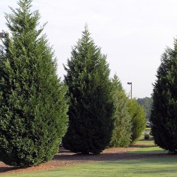 15 Leyland Cypress Cuttings 6-7 Inches Unrooted Evergreen Privacy Hedge Tree Cupressocyparis leylandii