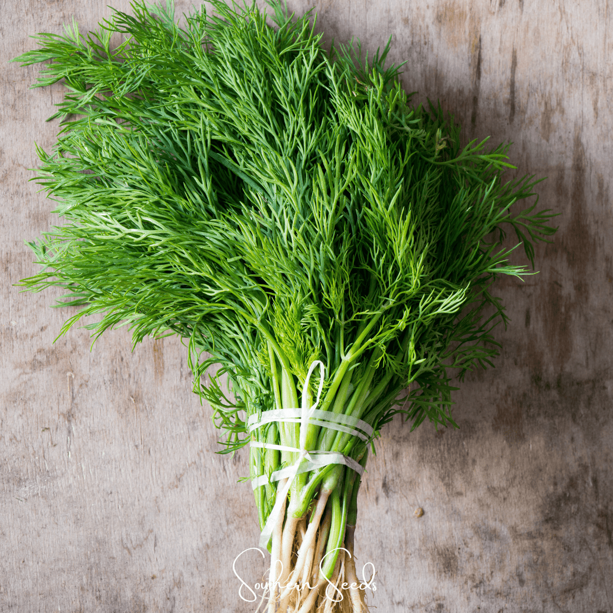 Fennel Seeds - Grosfruchtiger Leaf Fennel (Foeniculum vulgare) - Heirloom, Non-GMO, American Grown, 200 Seeds