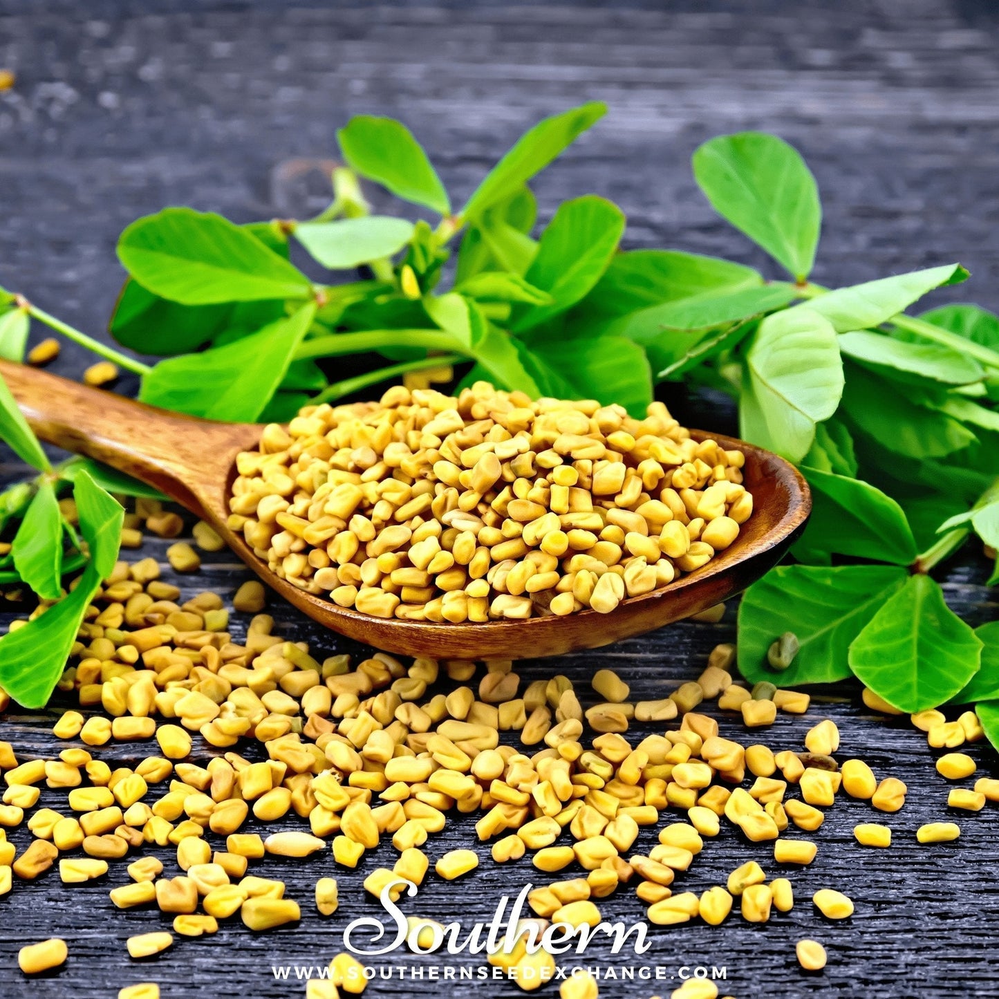Fenugreek Seeds 50 Pack | Heirloom Trigonella foenum-graecum | Aromatic Culinary Herb for Spices & Greens