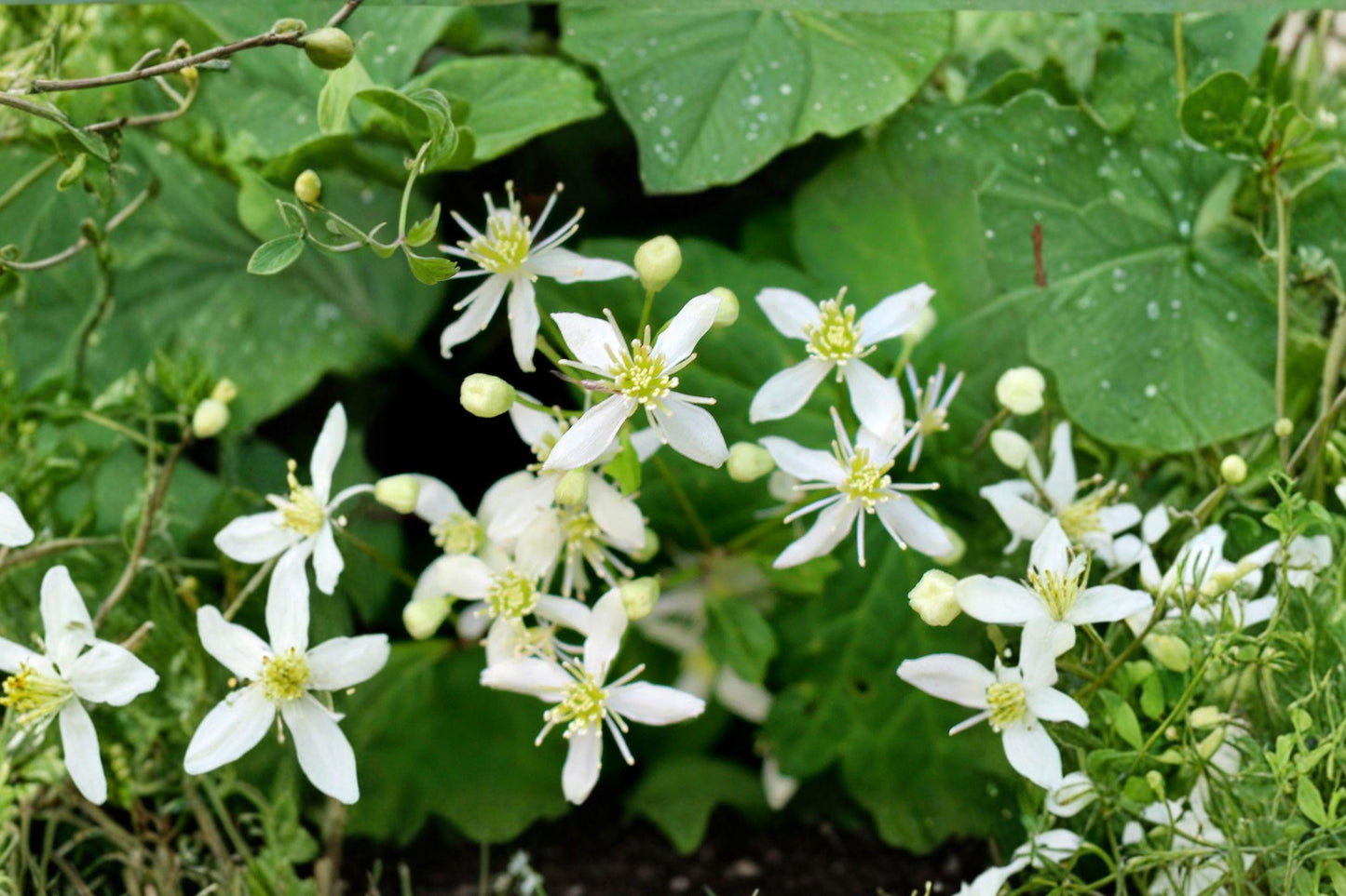 50 Virgins Bower Seeds – Clematis virginiana Native Flowering Climbing Vine for Pollinator Gardens