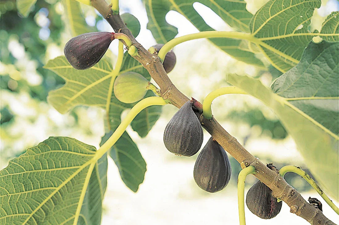 Violette de Bordeaux Fig Tree – Self-Fertile Bare Root Plant with Dark Purple Figs – Compact Dwarf Ficus carica for Garden or Container