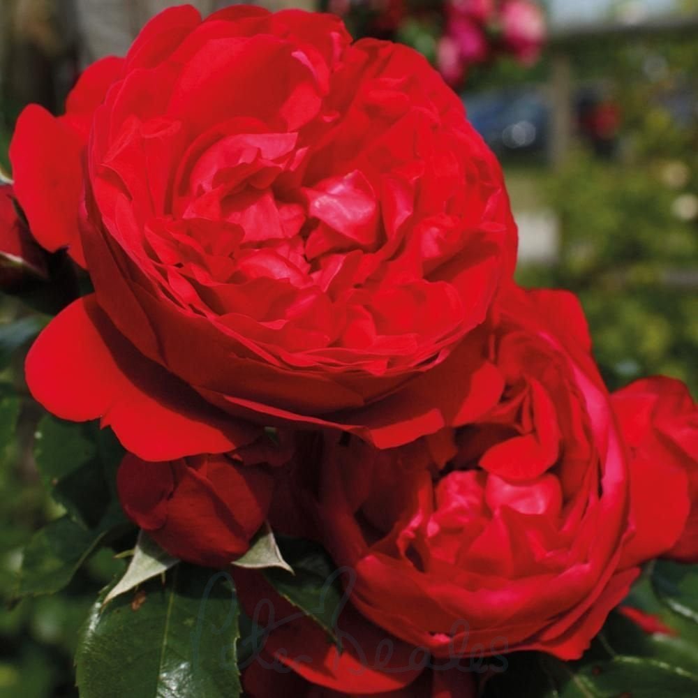 Super Rare Florentina Rose Cuttings – 3 Unrooted Clippings for Rooting or Grafting, Rosa ‘Florentina’ Red Climbing Rose