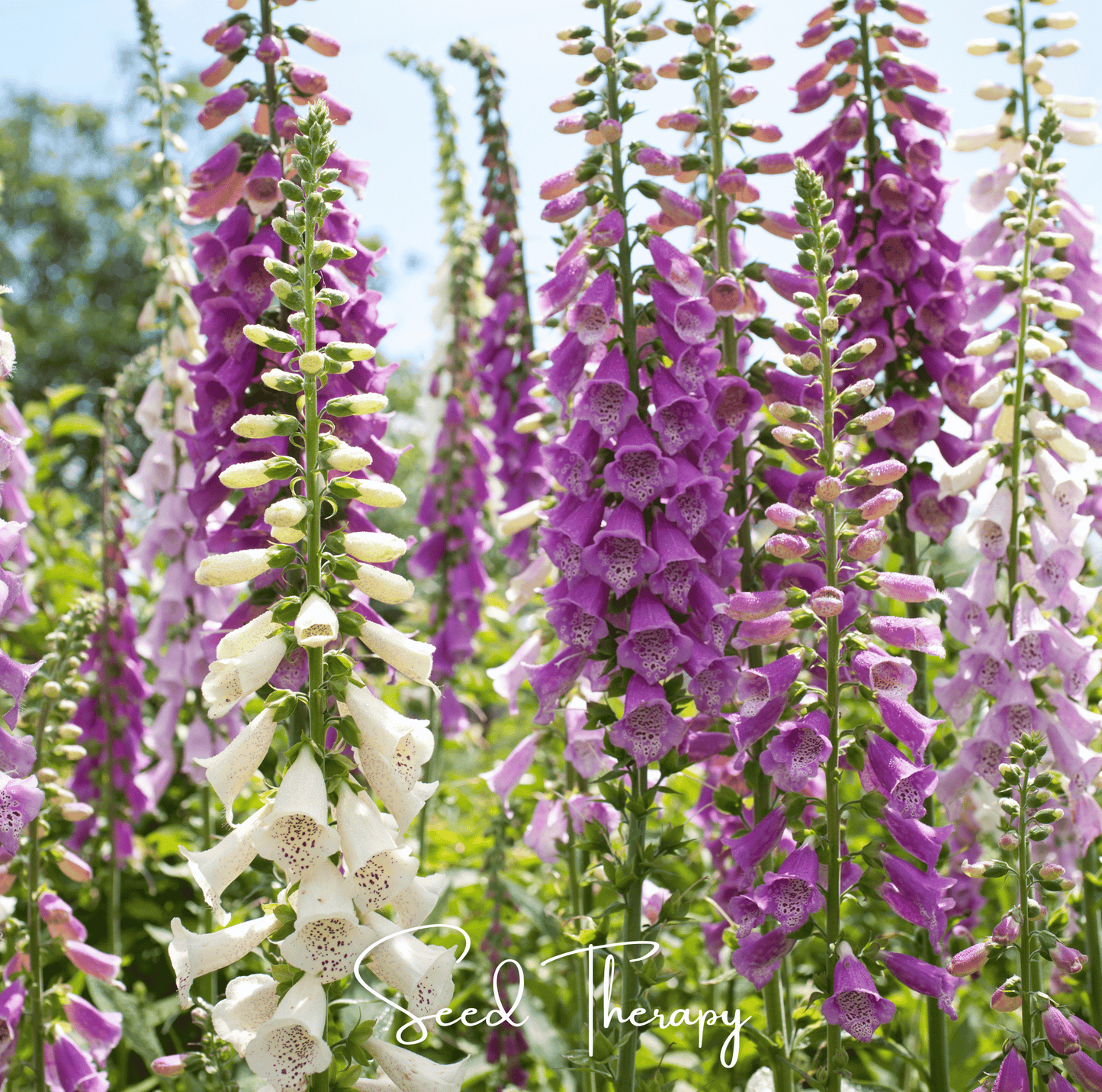 Foxy Foxglove Seeds Mix – 200 Heirloom Digitalis purpurea Cottage Garden Perennial Pollinator Friendly