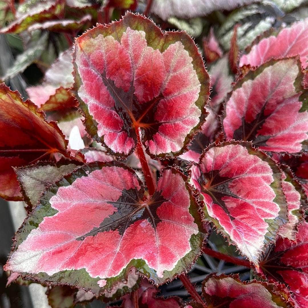 Begonia Red Robin Live Plant – 4–6 Inches Tall – Variegated Deep Red Foliage – Indoor Tropical Houseplant – Rare Begonia Species