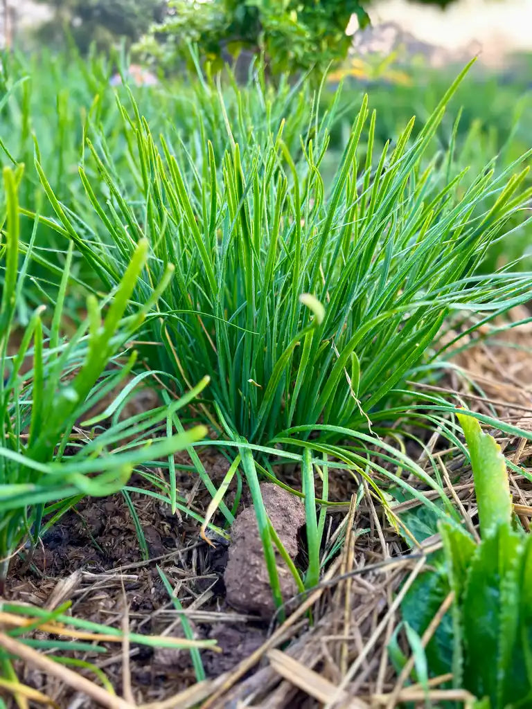 55 Garlic Chives Live Plants | Bare Root Organic Allium tuberosum Perennial Herb for Kitchen & Garden