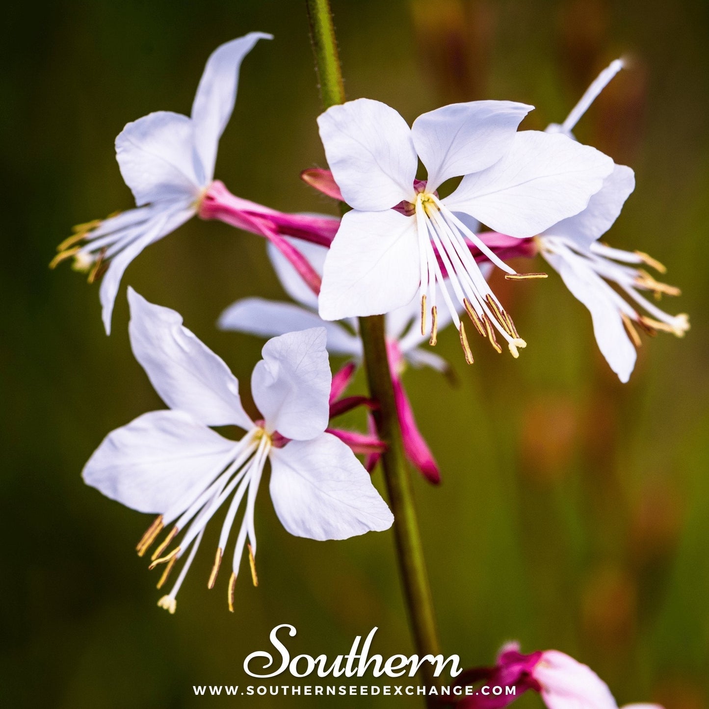 Gaura Seeds - Heirloom Perennial, Butterfly-Like Flowers, Drought Tolerant, Gaura lindheimeri, 50 Seeds