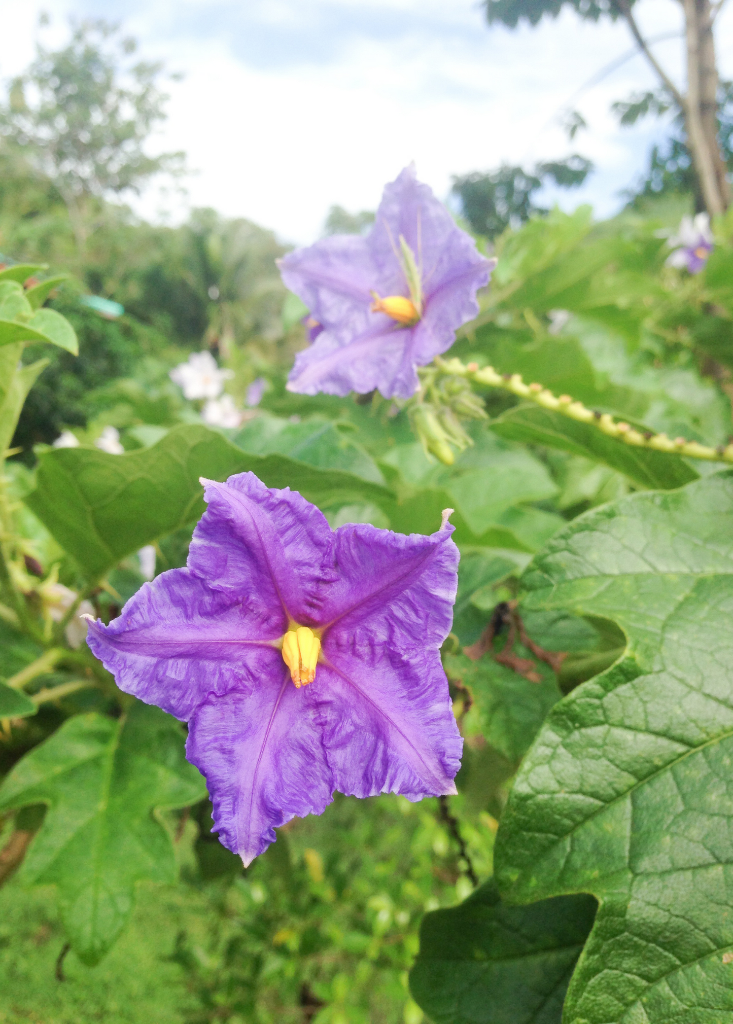 Giant Potato Tree Plant | Solanum macranthum | Tropical Evergreen Tree with Fragrant Flowers & Large Fruits