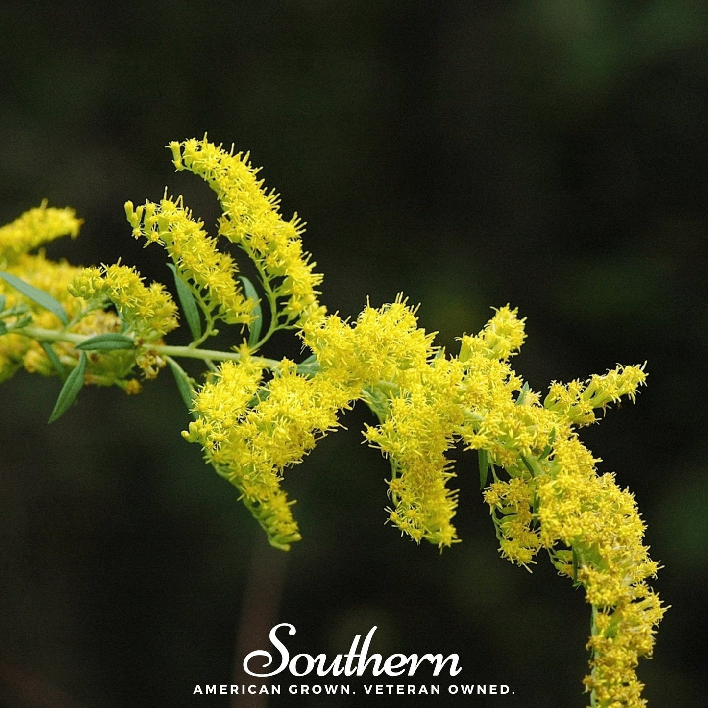 Ohio Goldenrod Seeds – Native Perennial Wildflower for Wet Areas – Solidago speciosa – 100 Non-GMO US Grown Seeds