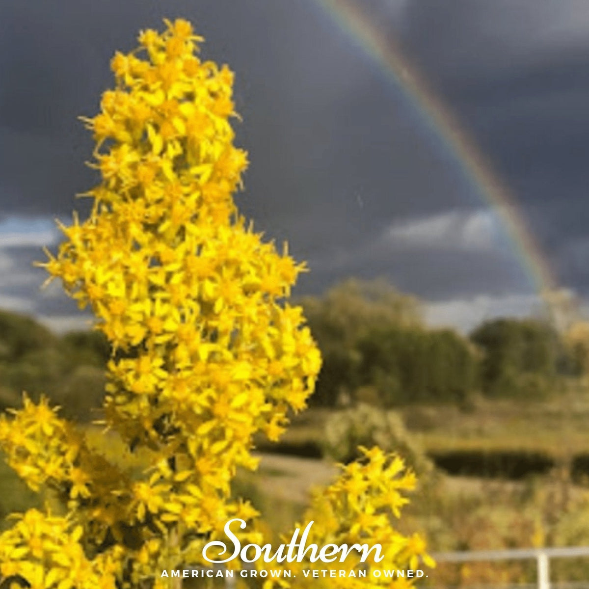 Showy Goldenrod Seeds - Native Perennial Wildflower for Pollinators, Drought-Tolerant, Solidago speciosa, 100 Seeds
