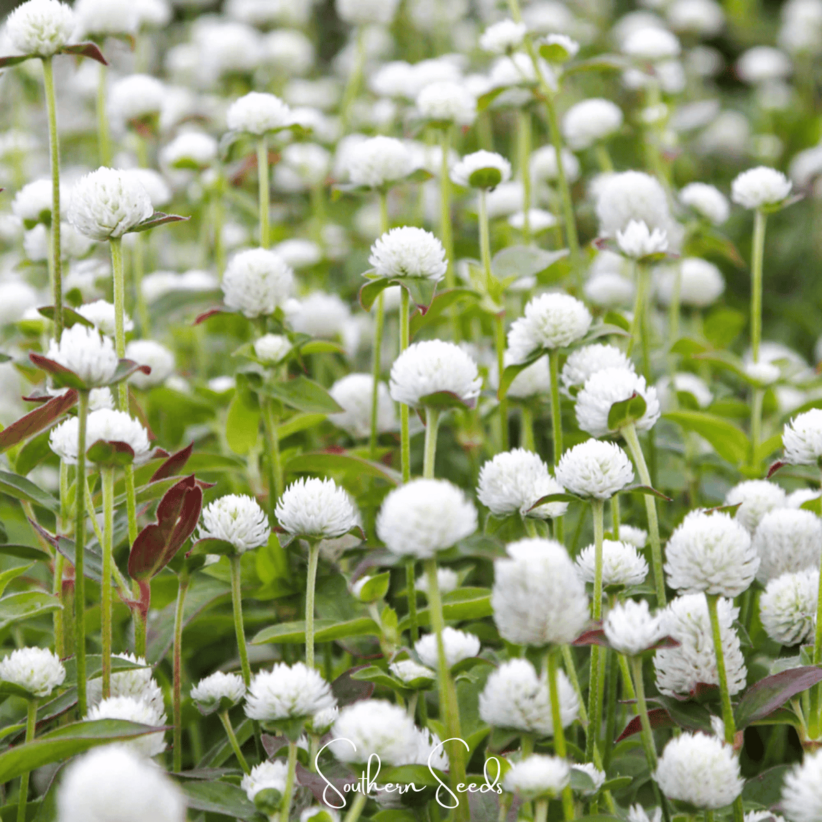White Globosa Gomphrena Seeds – Globe Amaranth Heirloom, Long-Lasting White Flowers, Heat-Tolerant Annual for Borders & Containers