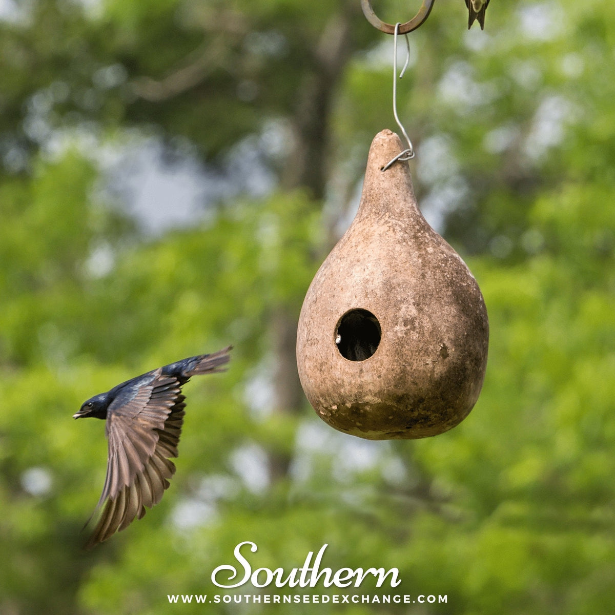 Birdhouse Bottle Gourd Seeds – Heirloom, Non-GMO, Large Gourds for Birdhouses, Vigorous Vine, American Grown, 15 Seeds