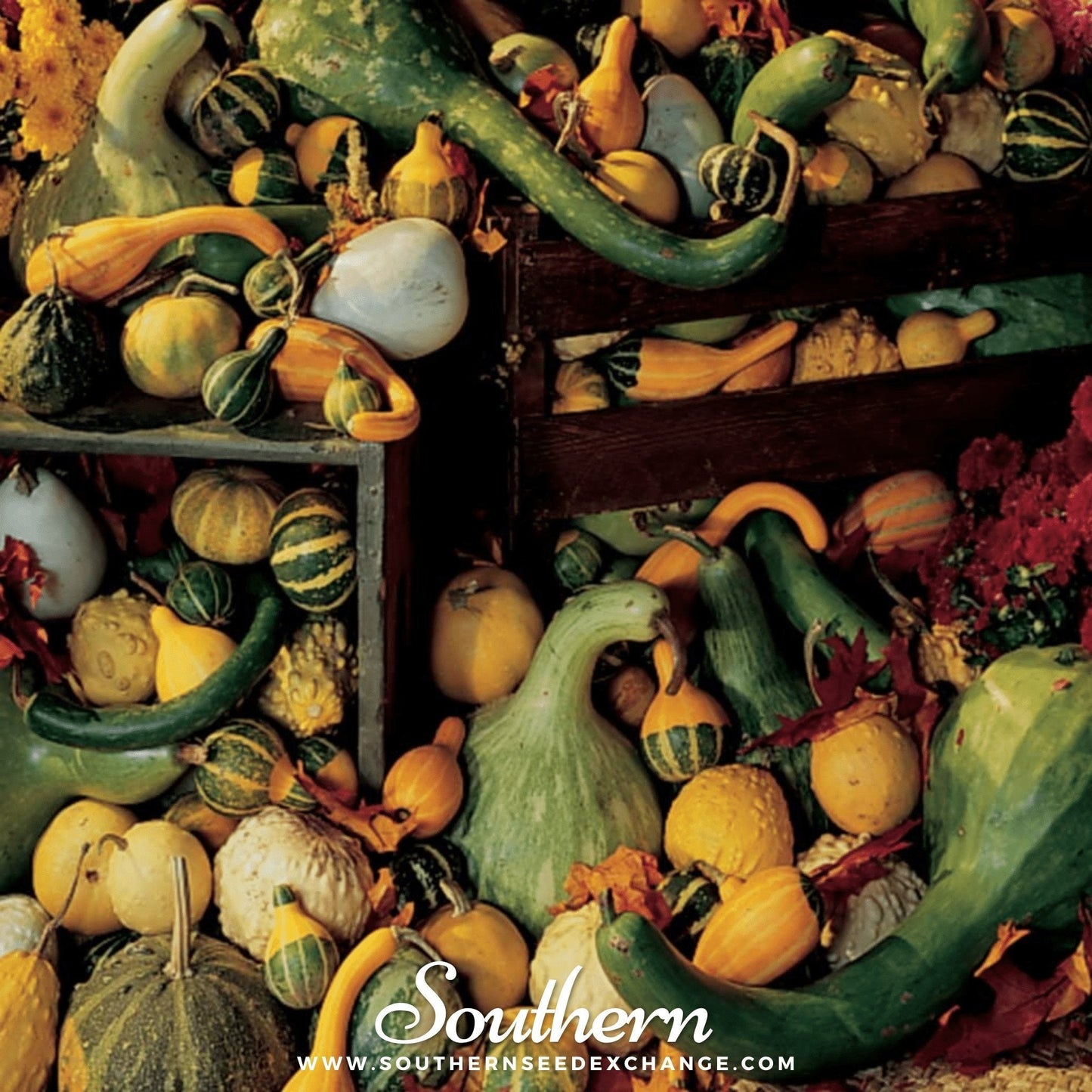 Large & Small Gourd Seed Mix – 20 Heirloom Cucurbita pepo Decorative Gourds for Fall & Halloween Decorations
