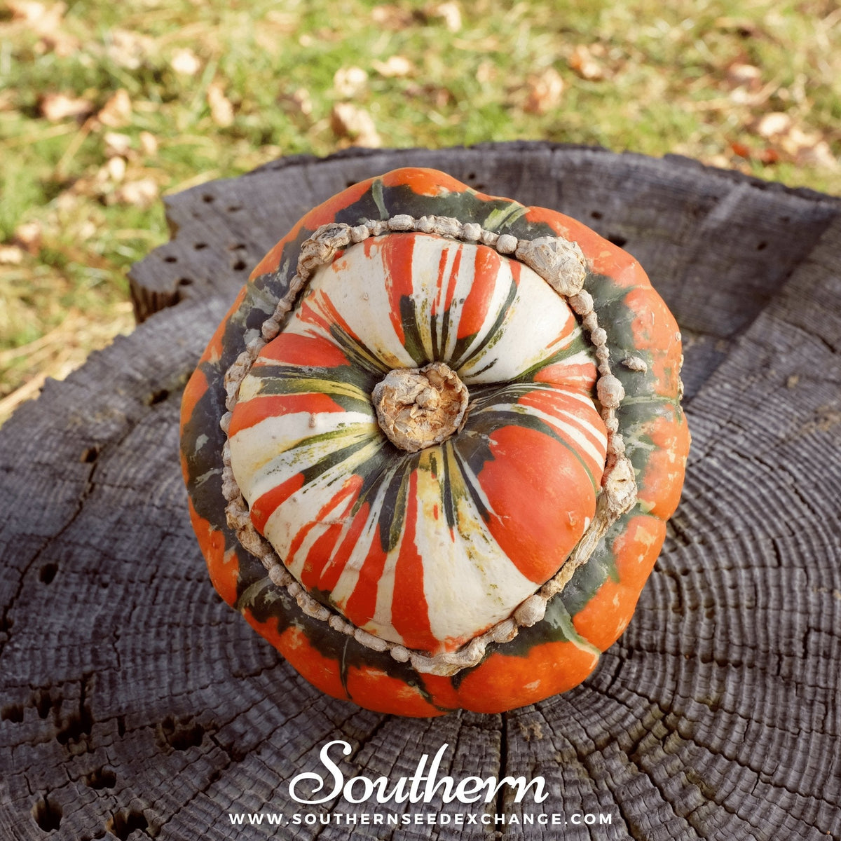 Turks Turban Gourd Seeds – Heirloom, Non-GMO, Ornamental & Edible, Cucurbita maixima, Brightly Colored, Easy to Grow