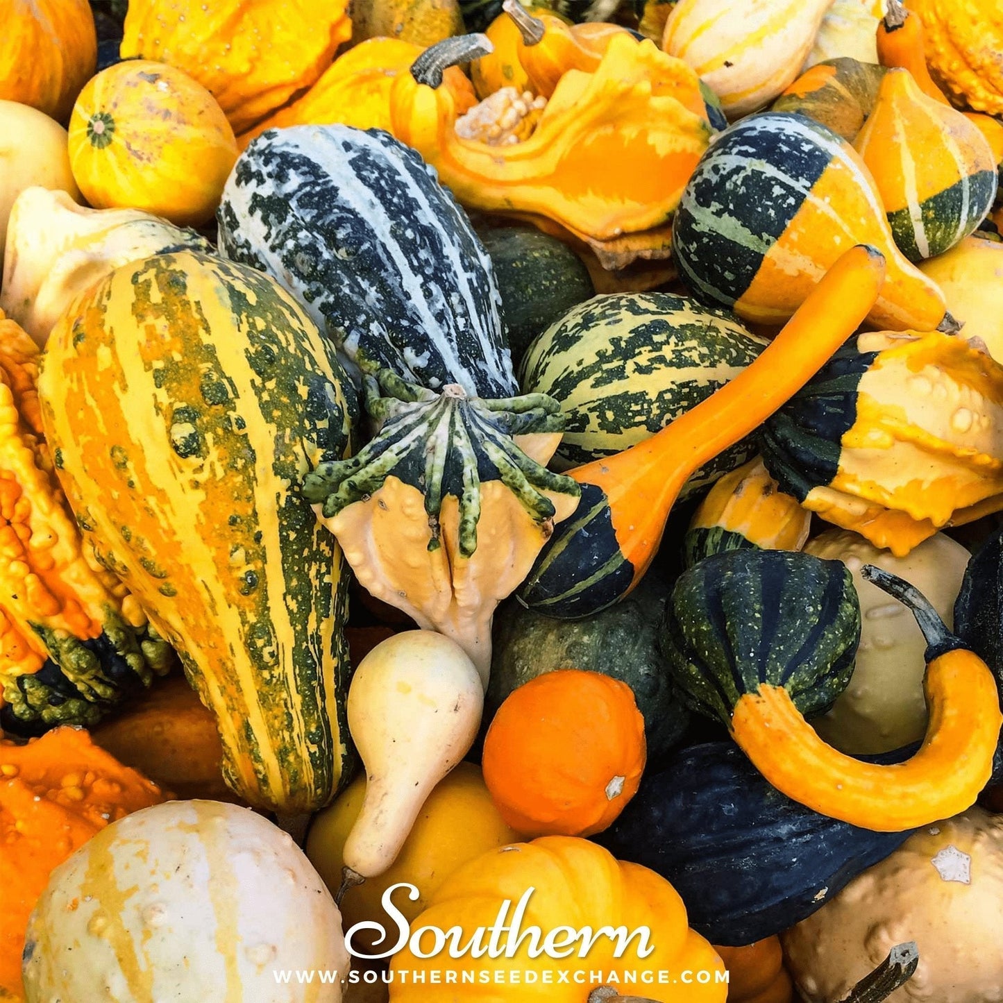 Large Gourd Mix Seeds – Ornamental, Heirloom, Non-GMO Cucurbita pepo for Arts, Crafts & Decoration