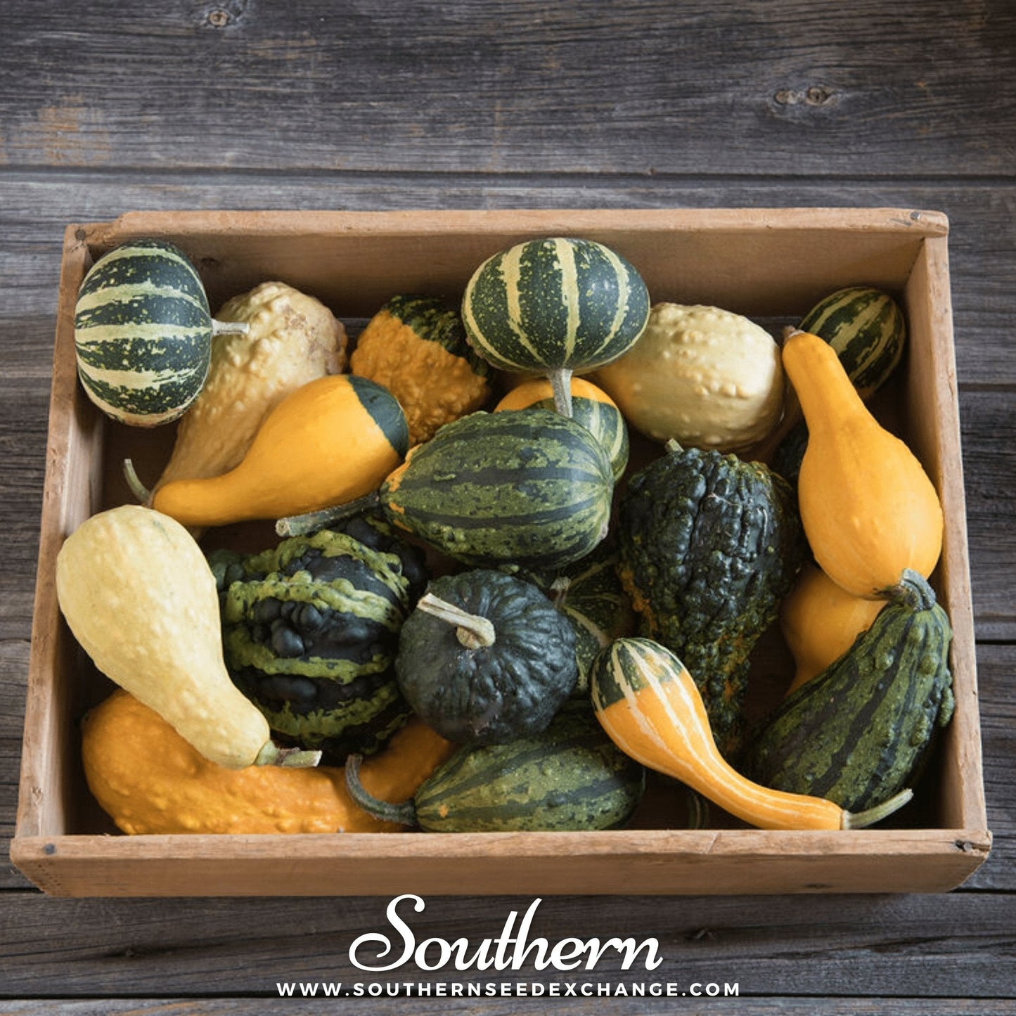 Small Gourd Mix Seeds - Ornamental Cucurbita pepo - Heirloom, Non-GMO, Easy to Grow, Colorful, Home Garden, Arts & Crafts
