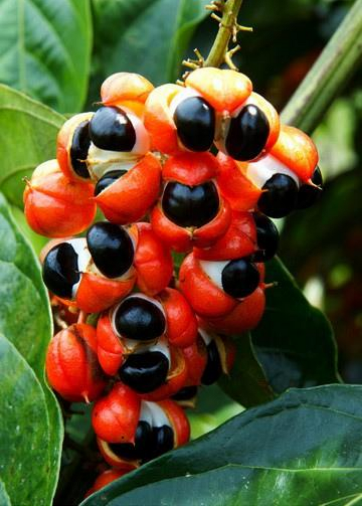Guarana Seeds - Tropical Climbing Fruit Vine with Red Berries - Paullinia cupana